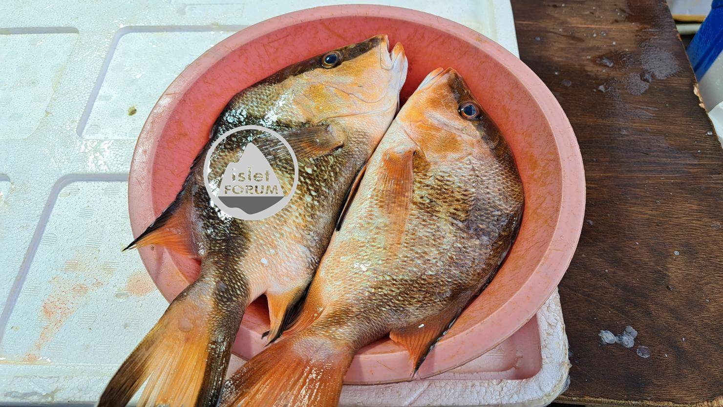 三刀魚，是肉食性魚類，不是很貴，HK＄40／兩條01.jpg