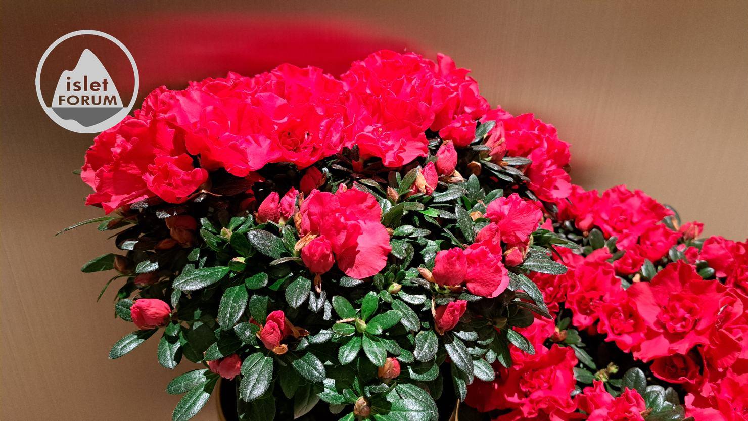 銅鑼灣商廈的紅杜鵑花，盛放喔。 (2).jpg