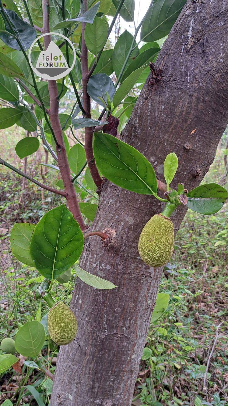 （小）大樹菠蘿 Jackfruit （jack tree） (5).jpg