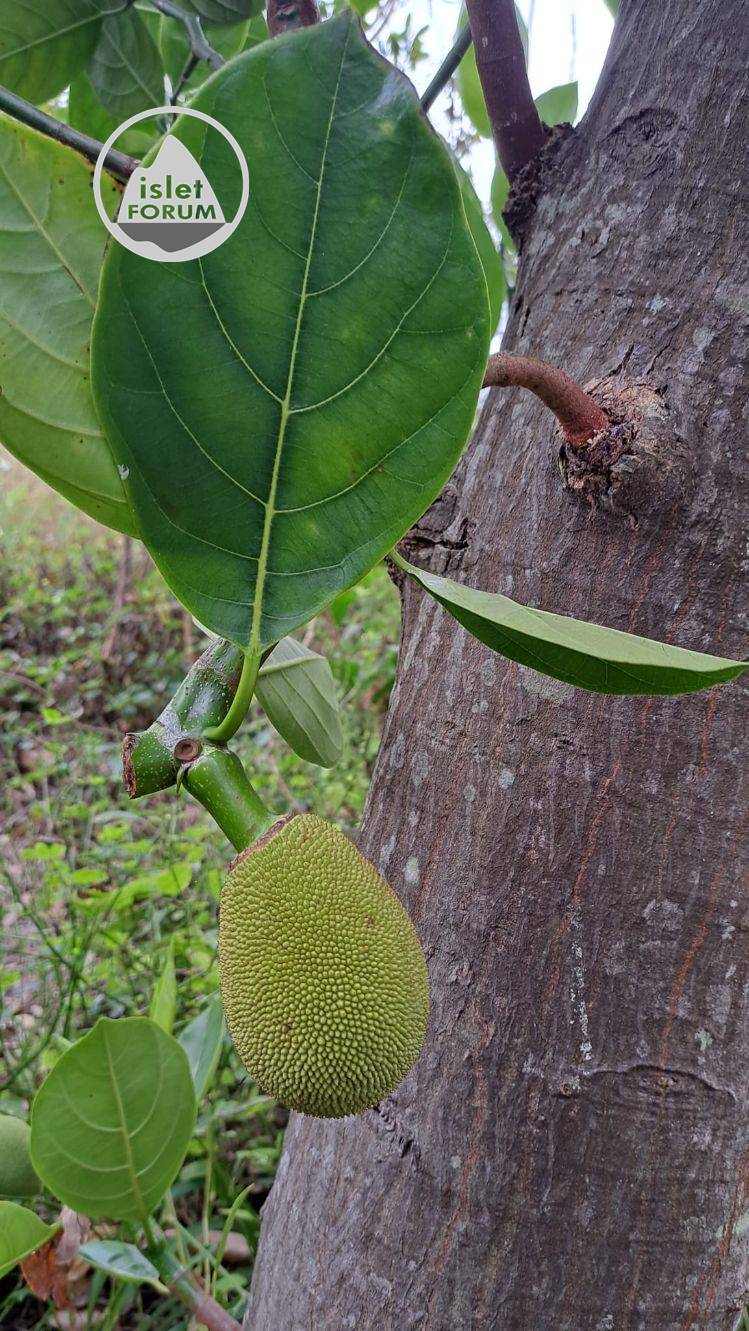 （小）大樹菠蘿 Jackfruit （jack tree） (4).jpg