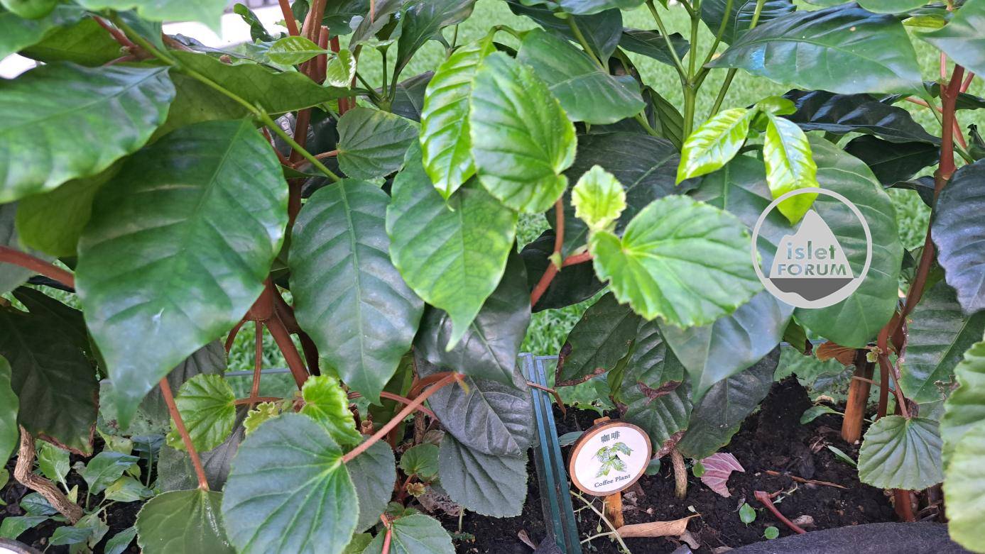 咖啡樹是木本常綠植物 (3).jpg
