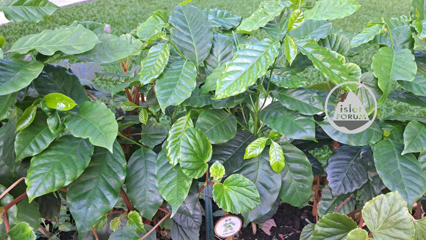 咖啡樹是木本常綠植物 (4).jpg