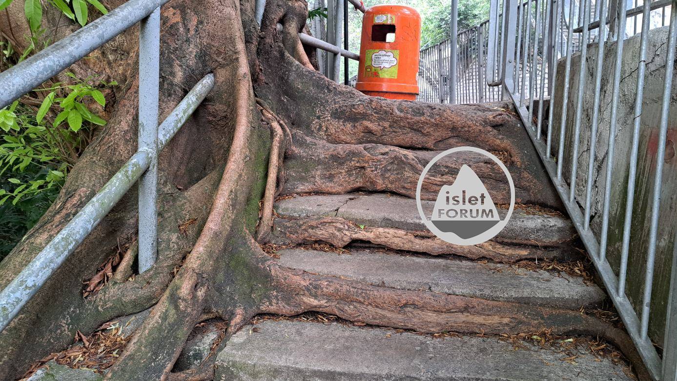 灣仔峽道超大樹根 Super large tree roots at Wan Chai Gap Road (2).jpg