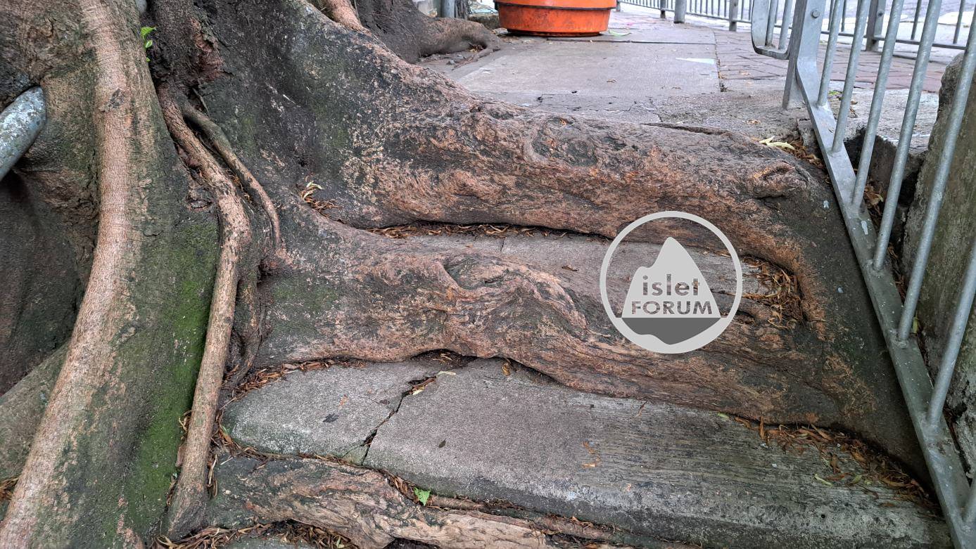 灣仔峽道超大樹根 Super large tree roots at Wan Chai Gap Road (3).jpg