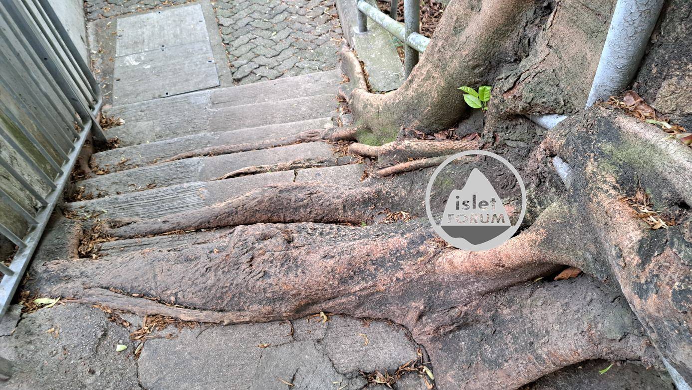 灣仔峽道超大樹根 Super large tree roots at Wan Chai Gap Road (4).jpg