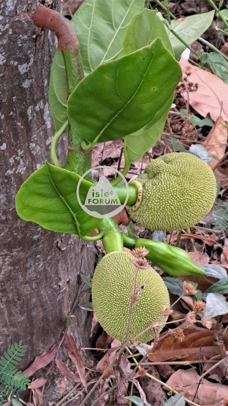 （小）大樹菠蘿 Jackfruit  (1).jpg